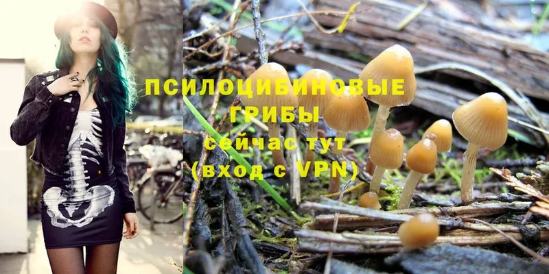 Псилоцибиновые грибы Psilocybine cubensis  Киренск 